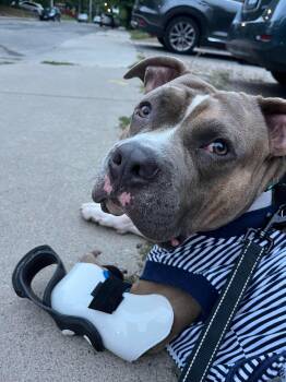 Rescue American Bulldog Dogs for Adoption in Toronto, Ontario - Ozzie | PetCurious