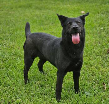 Black Labrador Retriever and German Shepherd Dog Dogs Available for Adoption in Houston, Texas - MAGGIE | PetCurious