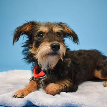 Enzo -  Terrier Dog for Adoption in West Palm Beach, Florida - Enzo | PetCurious