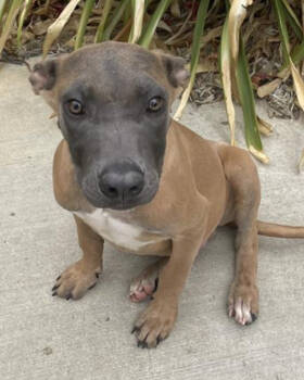 Rescue Belgian Shepherd Malinois and German Shepherd Dog Dogs for Adoption in Sebec, Maine - BART | PetCurious