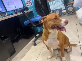 Pit Bull Terrier Dogs Available for Adoption in Rowlett, Texas - ROSIE | PetCurious