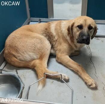 BAILEY -  Anatolian Shepherd Dog for Adoption in Oklahoma City, Oklahoma - BAILEY | PetCurious