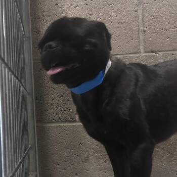 krang -  Pug Dog for Adoption in Yuma, Arizona - Krang | PetCurious
