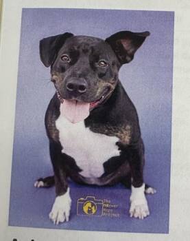 Hound and Mixed Breed Dogs Available for Adoption in Palm Coast, Florida - Mable | PetCurious