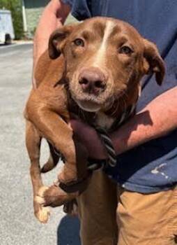 Chocolate Labrador Retriever and Mixed Breed Dogs Available for Adoption in Maryville, Tennessee - Snickers | PetCurious