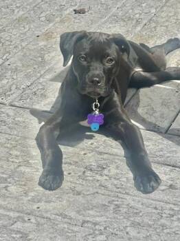 Petal - in foster! -  Mixed Breed Dog for Adoption in Fairfax, Virginia - Petal - In Foster! | PetCurious