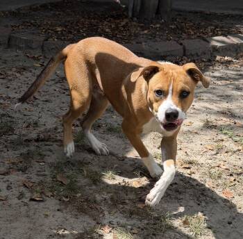 Raphael -  Mixed Breed Dog for Adoption in Slidell, Louisiana - Raphael | PetCurious