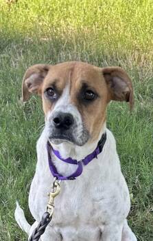 Raya -  Boxer and Hound Dog for Adoption in Horn Lake, Mississippi - Raya | PetCurious