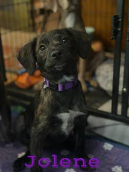 Jolene -  Chihuahua and Australian Shepherd Dog for Adoption in Pleasant Hill, California - Jolene | PetCurious