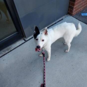 Snow -  Mixed Breed Dog for Adoption in Jeffersonville, Indiana - Snow | PetCurious