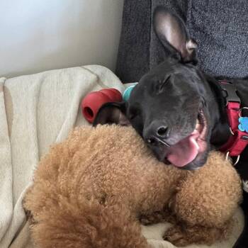 Rudy -  Pit Bull Terrier and German Shepherd Dog Dog for Adoption in La Grange, Kentucky - Rudy | PetCurious