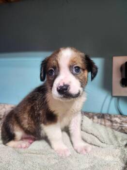 Kona -  Australian Shepherd and Feist Dog for Adoption in Cosby, Tennessee - Kona | PetCurious