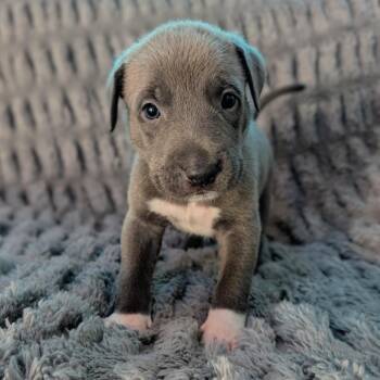 Labrador Retriever and Mastiff Dogs Available for Adoption in Fairfax Station, Virginia - Birdie Pup - Jay | PetCurious