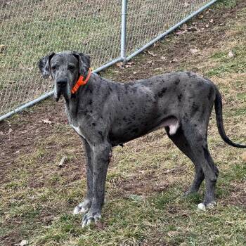Smoke -  Mixed Breed Dog for Adoption in Fairmont, West Virginia - Smoke | PetCurious