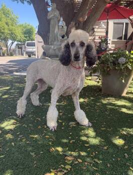 Standard Poodle Dogs Available for Adoption - Lacey | PetCurious