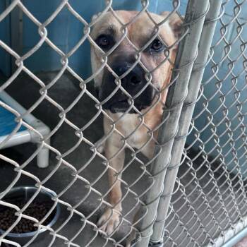 Gerald -  Black Mouth Cur Dog for Adoption in Columbus, North Carolina - Gerald | PetCurious
