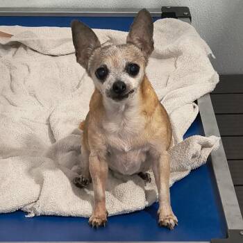 Vidia -  Chihuahua and Mixed Breed Dog for Adoption in Moses Lake, Washington - Vidia | PetCurious
