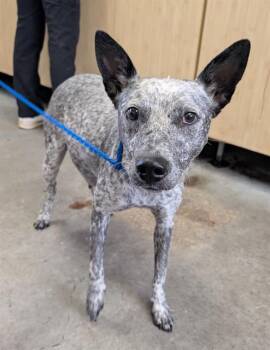 SARA -  Australian Cattle Dog Blue Heeler Dog for Adoption in Camarillo, California - SARA | PetCurious