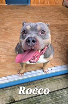 Rocco Yrly 354 -  Pit Bull Terrier Dog for Adoption in Sidney, Ohio - Rocco Yrly 354 | PetCurious