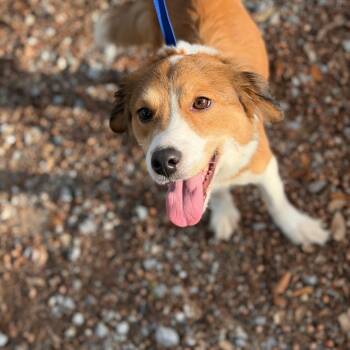 Collie and Mixed Breed Dogs Available for Adoption in New Orleans, Louisiana - Crouton | PetCurious