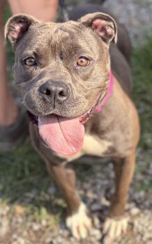 Ember -  Pit Bull Terrier Dog for Adoption in Mckeesport, Pennsylvania - Ember | PetCurious