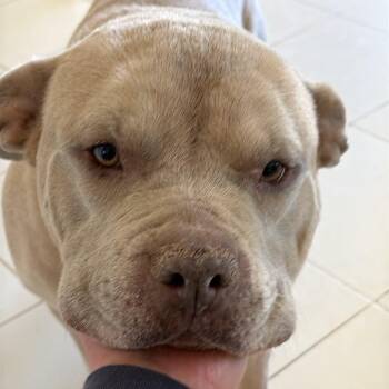 Zeus -  Pit Bull Terrier Dog for Adoption in Westland, Michigan - Zeus | PetCurious