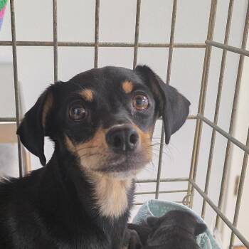 Ashoka -  Chihuahua and Mixed Breed Dog for Adoption in Buellton, California - Ashoka | PetCurious