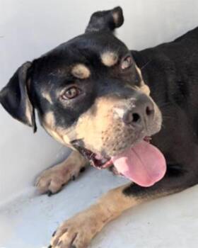 Rottweiler and Mixed Breed Dogs Available for Adoption in Houston, Texas - RIGGS | PetCurious