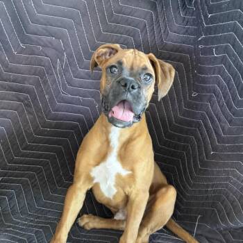 Boxer and Mixed Breed Dogs Available for Adoption in San Diego, California - Clay | PetCurious