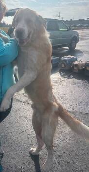 Rescue Great Pyrenees Dogs for Adoption in Merrillville, Indiana - Clyde | PetCurious