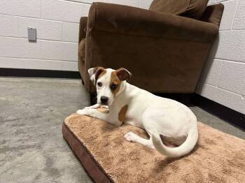 Nona -  Pit Bull Terrier and Hound Dog for Adoption in North Myrtle Beach, South Carolina - Nona | PetCurious