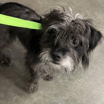 Handsome -  Yorkshire Terrier and Mixed Breed Dog for Adoption in Tampa, Florida - Handsome | PetCurious