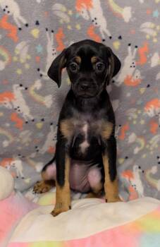 Rescue Pug and Beagle Dogs for Adoption in Tucson, Arizona - Ruth | PetCurious