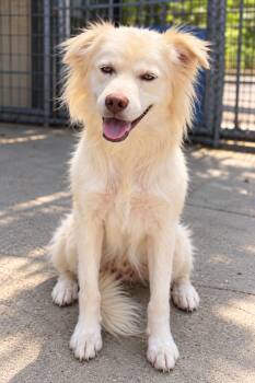 Ruff -  Australian Shepherd and Collie Dog for Adoption in Skyline, Minnesota - Ruff | PetCurious