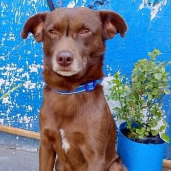 CHOCOLATE -  Retriever and Terrier Dog for Adoption in Graham, Washington - CHOCOLATE | PetCurious