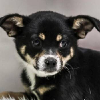 Chihuahua Dogs Available for Adoption in Casa Grande, Arizona - Mateo | PetCurious