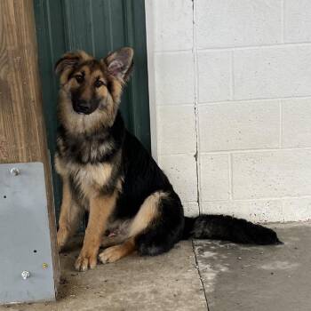 German Shepherd Dog Dogs Available for Adoption - Ozzy (26-099) | PetCurious