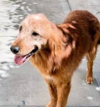 Golden Retriever Dogs Available for Adoption in Los Angeles, California - Kershaw | PetCurious