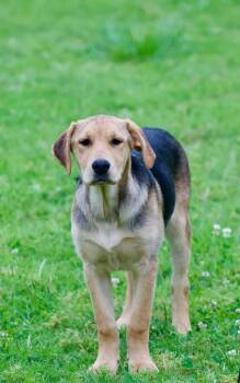 Hound Dogs Available for Adoption in Shawnee, Oklahoma - Polly | PetCurious