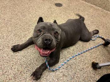 WILLY -  Pit Bull Terrier and Mixed Breed Dog for Adoption in Colorado Springs, Colorado - WILLY | PetCurious