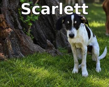 Scarlett -  Mixed Breed Dog for Adoption in Rock Hill, New York - Scarlett | PetCurious
