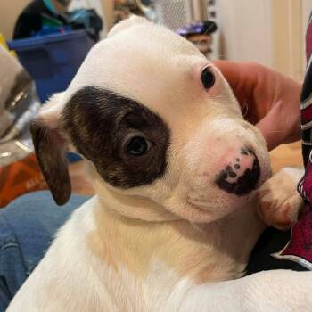 Rescue Pit Bull Terrier and Mixed Breed Dogs for Adoption in Tacoma, Washington - Aoli | PetCurious