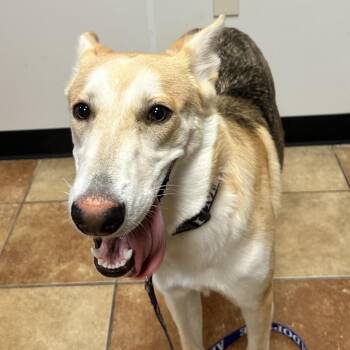 FWT Lillie (Sandy) -  Shepherd and Mixed Breed Dog for Adoption in Midland, Texas - FWT Lillie (Sandy) | PetCurious