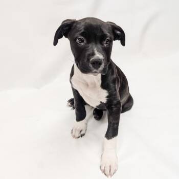 Pit Bull Terrier and Mixed Breed Dogs Available for Adoption in Parker, Colorado - 629 (2026) Sirius | PetCurious