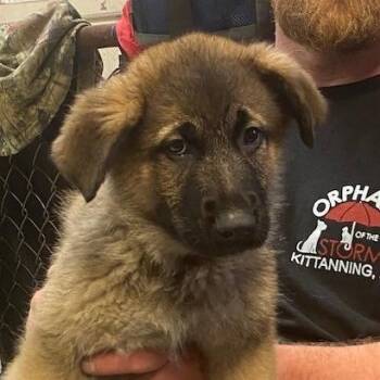 German Shepherd Dog Dogs Available for Adoption in Kittanning, Pennsylvania - Pattys Shep 2442 | PetCurious