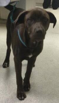LATTE -  Labrador Retriever Dog for Adoption in Riverside, California - LATTE | PetCurious