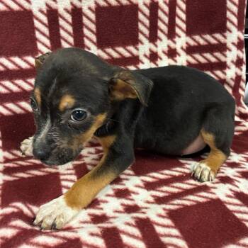 Terrier Dogs Available for Adoption - Farrah | PetCurious