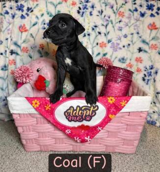 American Bulldog Dogs Available for Adoption - Coal- Inga | PetCurious