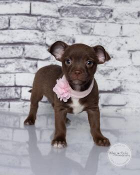Tina -  Chihuahua Dog for Adoption in Tuscaloosa, Alabama - Tina | PetCurious