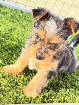 Blake -  Yorkshire Terrier Dog for Sale in Lyons, Kansas - Blake | PetCurious